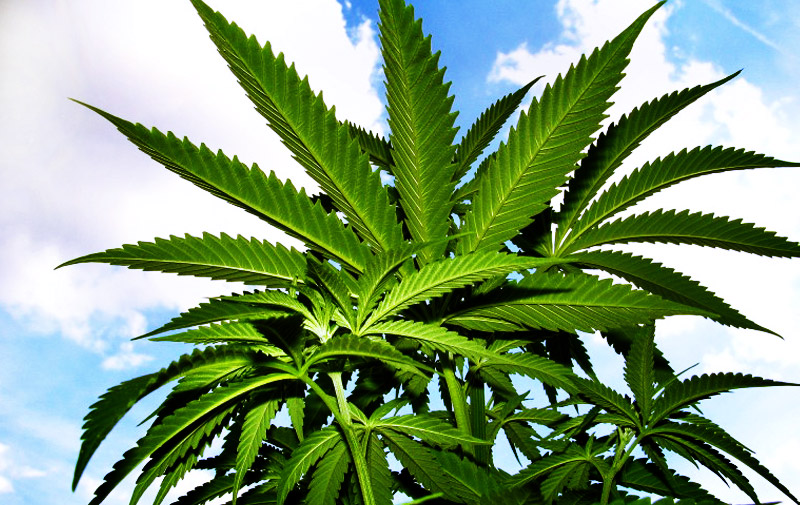 Разница конопли и марихуаны законны ли семена марихуаны