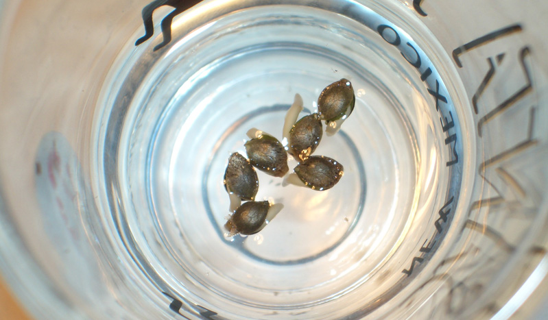 Проращивание семян марихуаны в стакане с водой