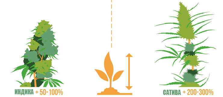 Відмінність у рості між сортами марихуани 