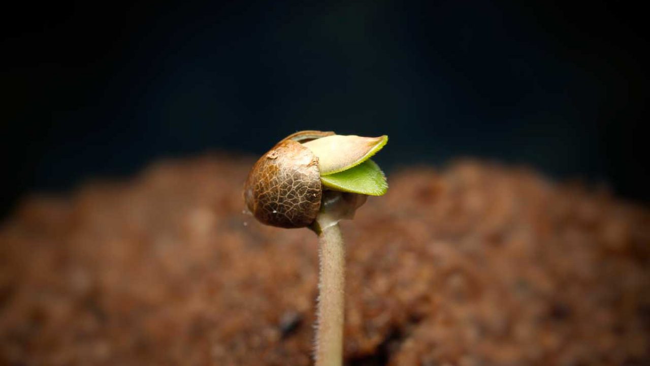 Семена конопли прорастание атаракс и марихуана