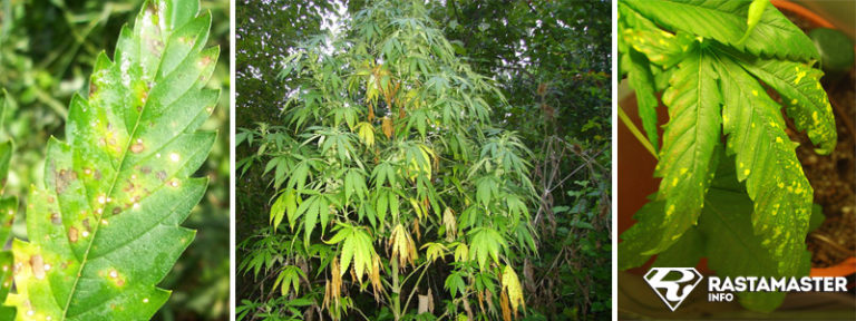 Сушить листья конопли какая почва нужна для марихуаны