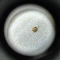 Паутинный клещ под микроскопом