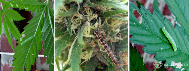 Гусеницы на конопле сколько длится приход от марихуаны