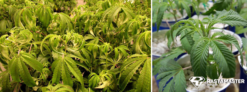 Избыточный полив растения марихуаны