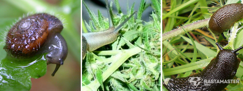 snails-on-cannabis.jpg