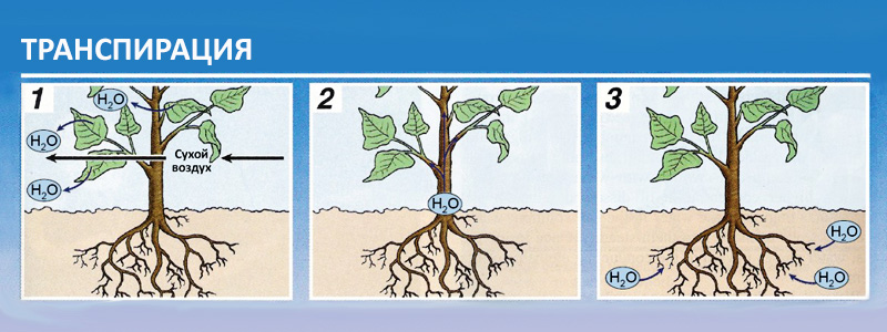 Транспирация - процесс испарения влаги растением