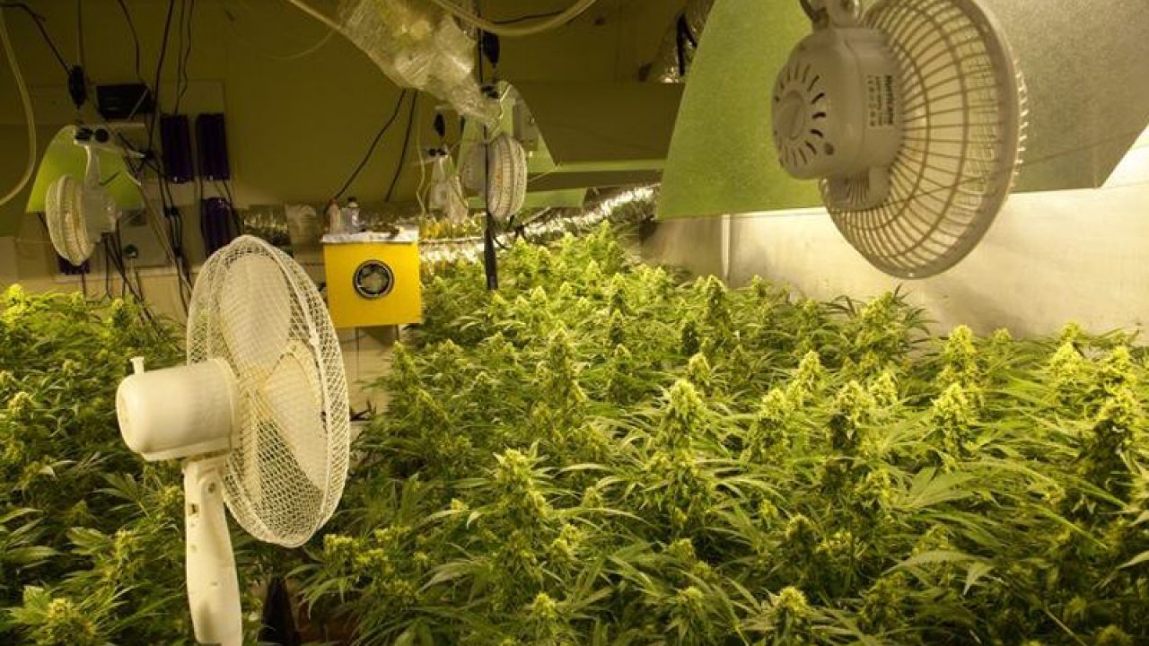 Вентиляторы для марихуаны смесь для выращивания конопли