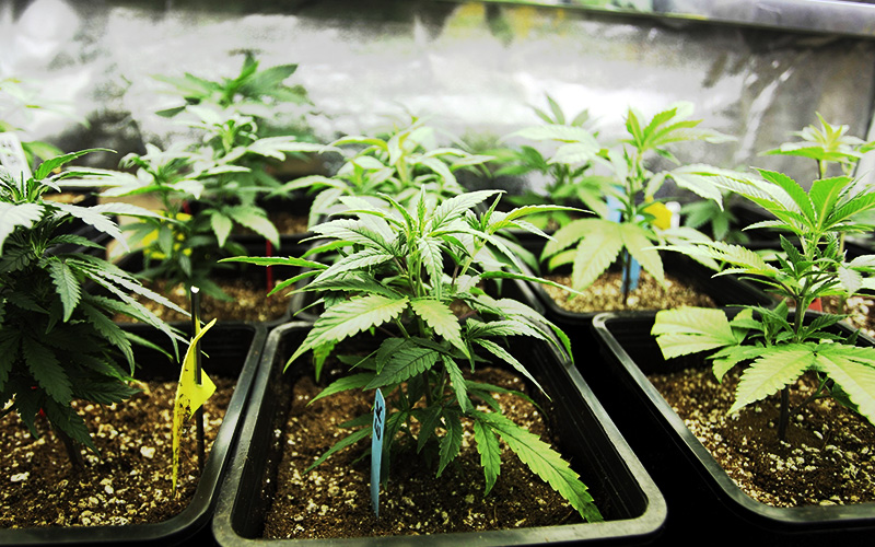 Выращивание марихуаны вентиляция хранение и использование конопли