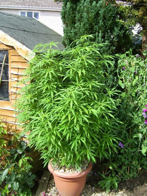 Как вырастить марихуану в огороде чтобы не показала марихуану