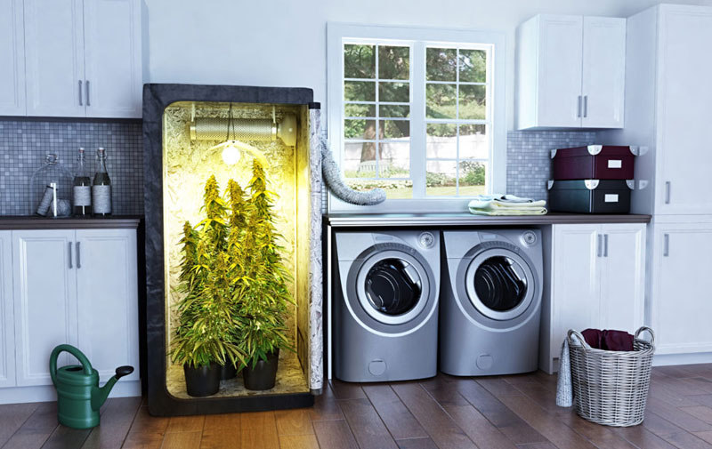Выбор гроубокса для выращивания марихуаны в помещении