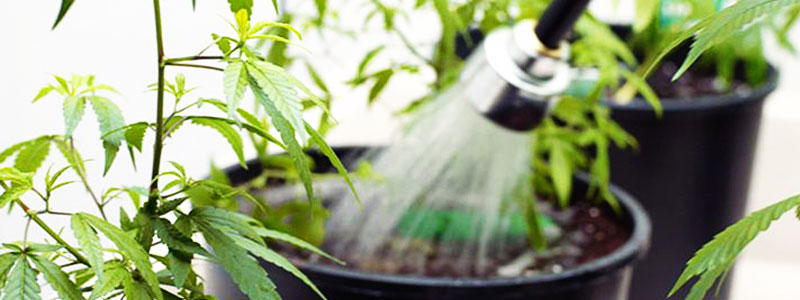 Сколько промывать марихуану перед урожаем?