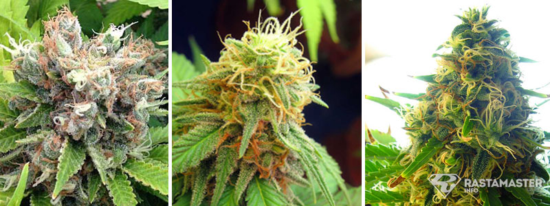 Определение зрелости марихуаны афганские семена марихуаны