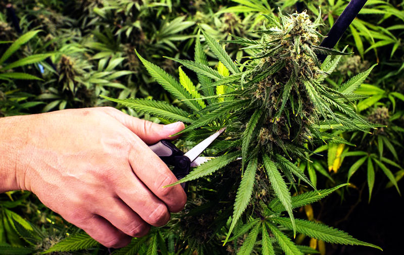 Сбор семян марихуаны что за наркотик марки