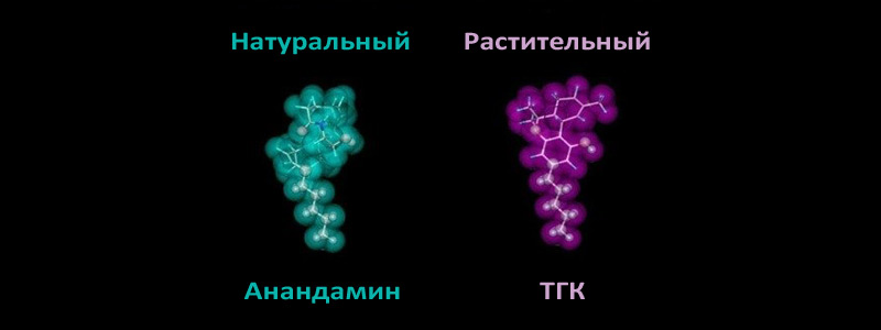 6 неочікуваних фактів про ТГК: натуральний анандамід дуже схожий на молекулу ТГК 