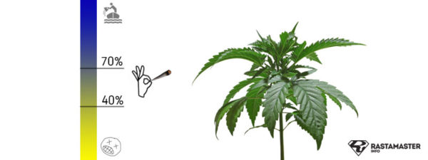 Этапы роста марихуаны connecting to tor browser hidra