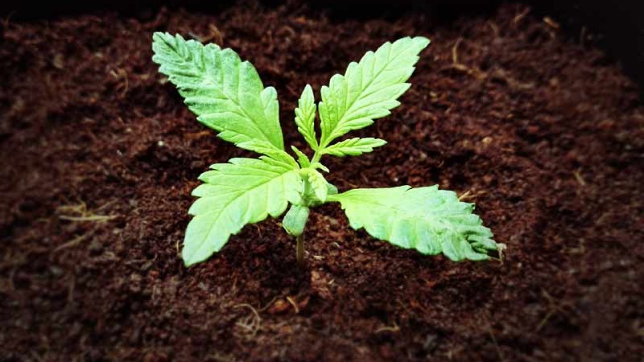 Выращивание конопли рассада марихуана кишинев