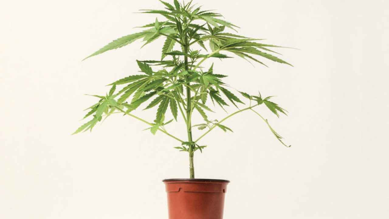 условия для роста марихуаны