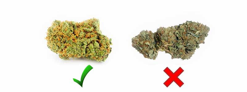 определить качество марихуаны