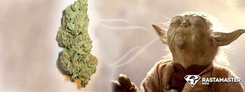 Мастер Йода ценит марихуану с хорошим запахом