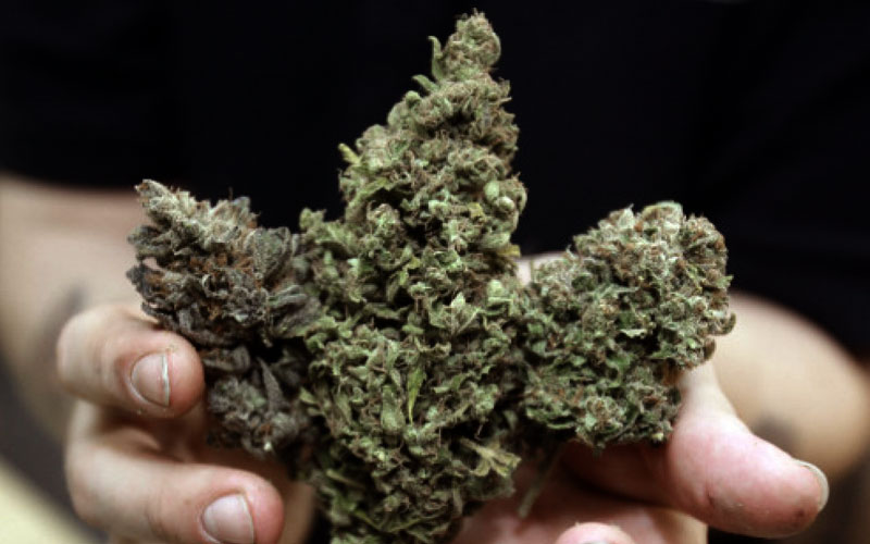 Самая дешевая марихуана семена конопли как прорасти