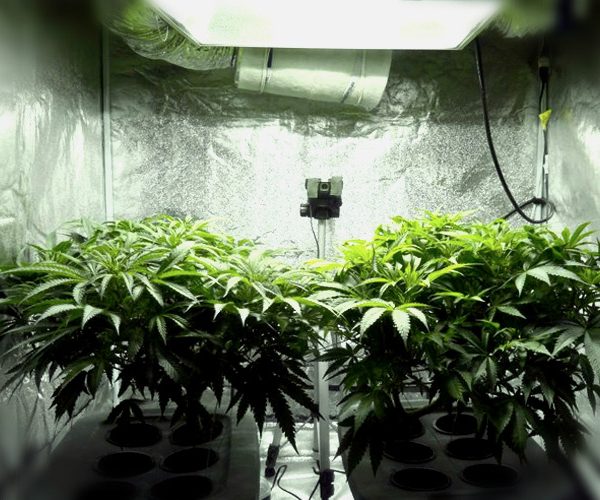 Выращивание марихуаны в гроубоксе