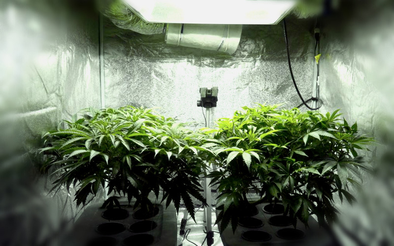 выращиваем марихуану в шкафу