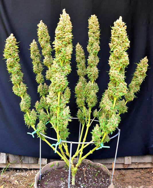 Растяжка марихуаны как лучше выращивать марихуану