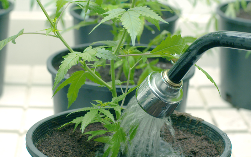 Cannabis_watering