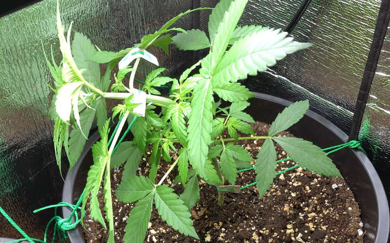 Small LST