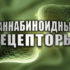 Каннабиноидные рецепторы
