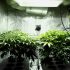 Выращивание марихуаны в гроубоксе