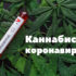 Covid_cannabis_main