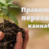 cannabis transplantation